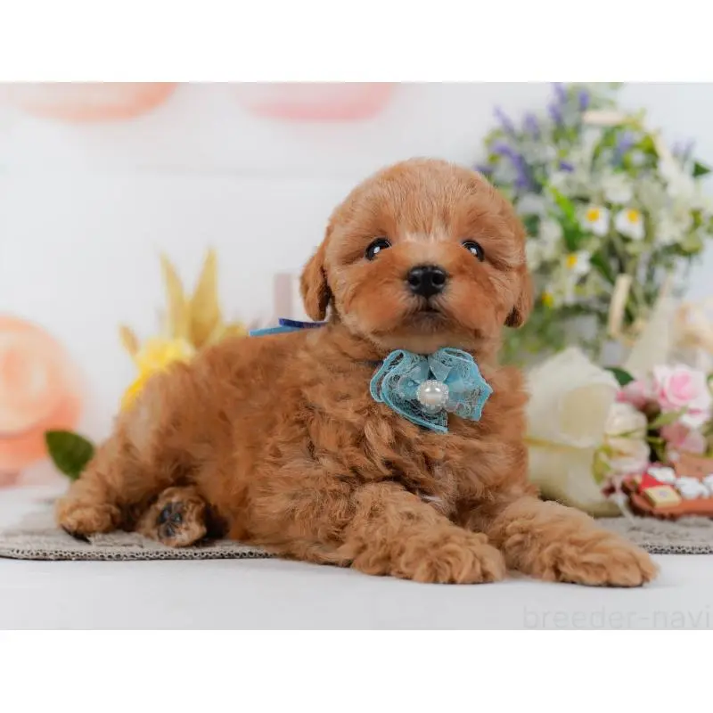 販売中の神奈川県のトイプードル-455648の10枚目