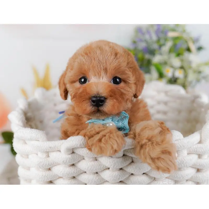 販売中の神奈川県のトイプードル-455648の9枚目