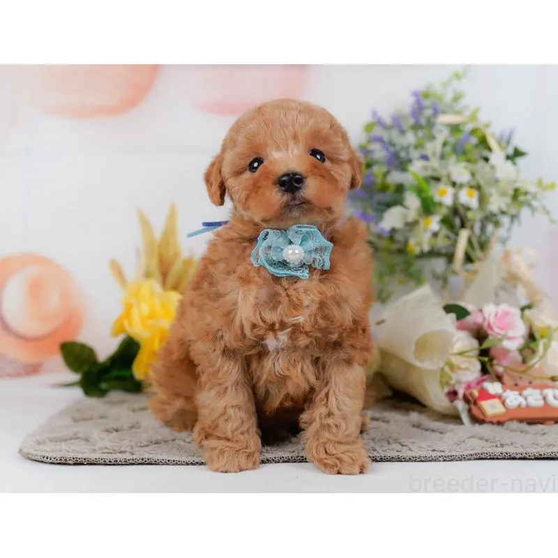 販売中の神奈川県のトイプードル-455648の8枚目