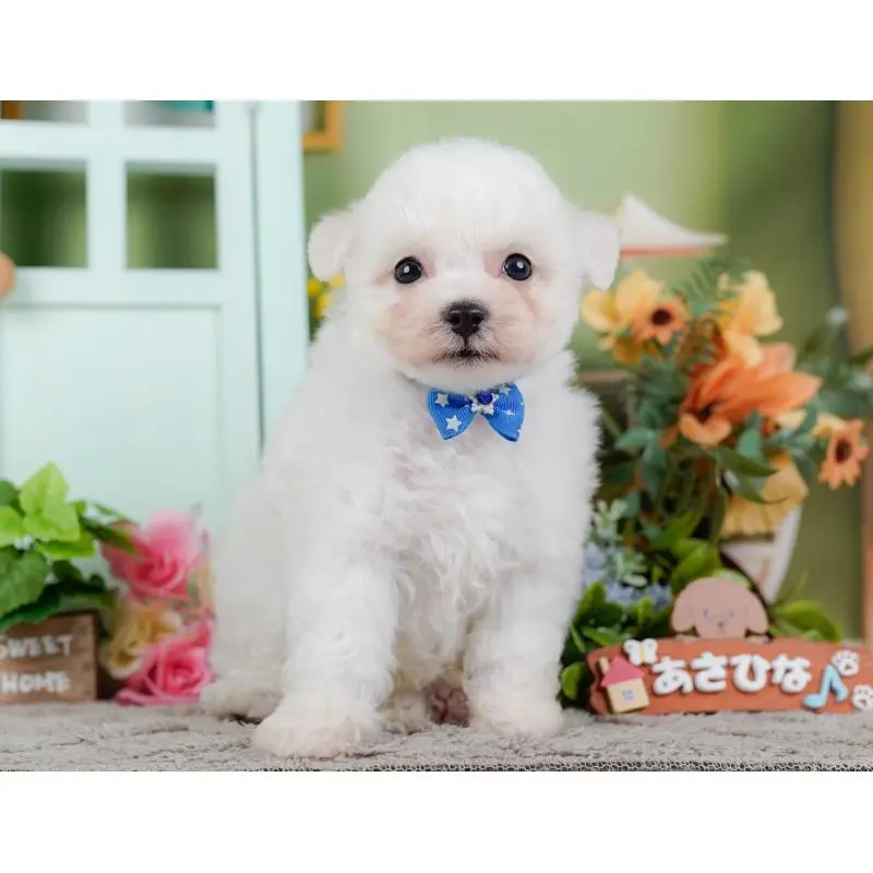 販売中の神奈川県のビションフリーゼ-455649の15枚目