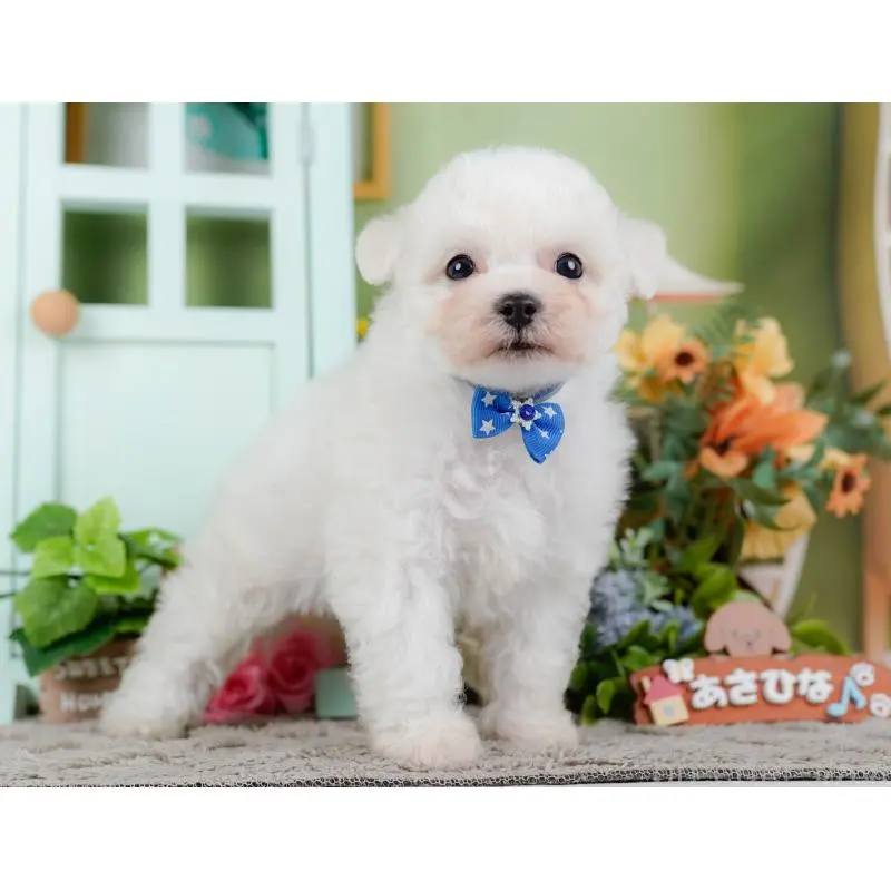 販売中の神奈川県のビションフリーゼ-455649の13枚目