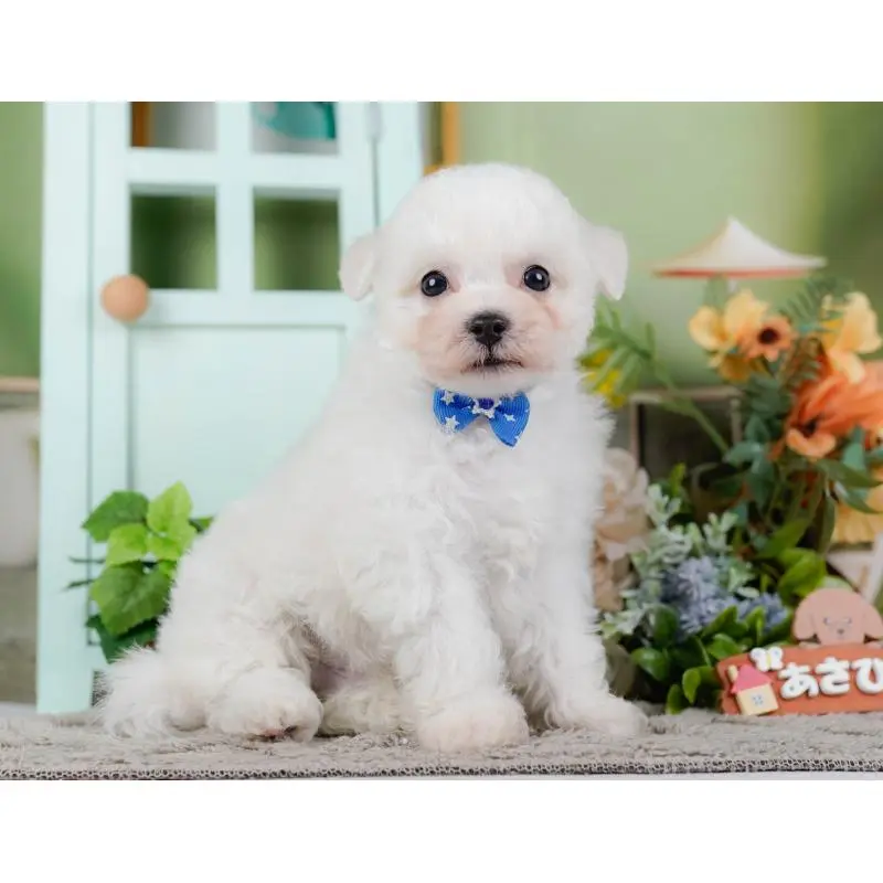 販売中の神奈川県のビションフリーゼ-455649の12枚目