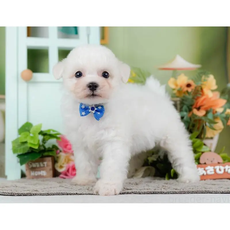 販売中の神奈川県のビションフリーゼ-455649の11枚目