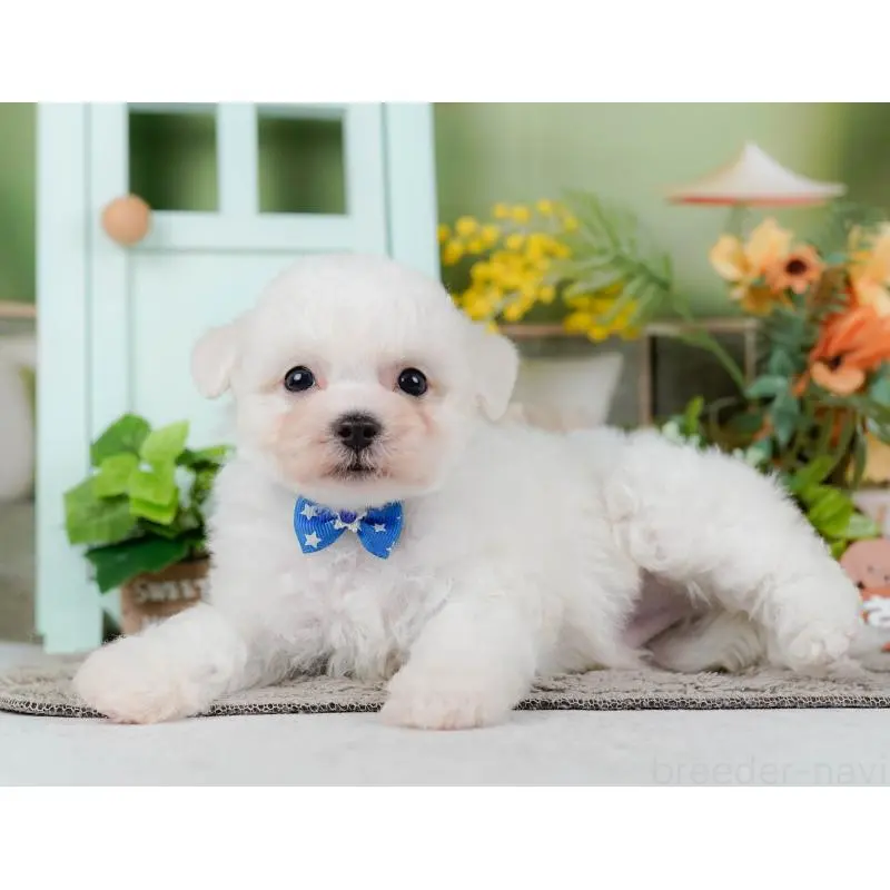 販売中の神奈川県のビションフリーゼ-455649の10枚目