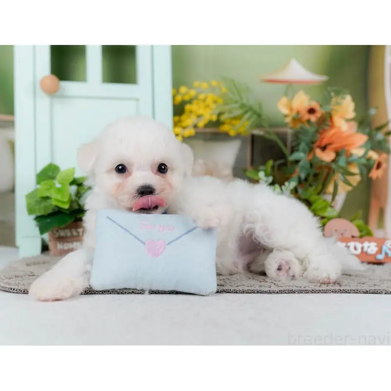 販売中の神奈川県のビションフリーゼ-455649の9枚目