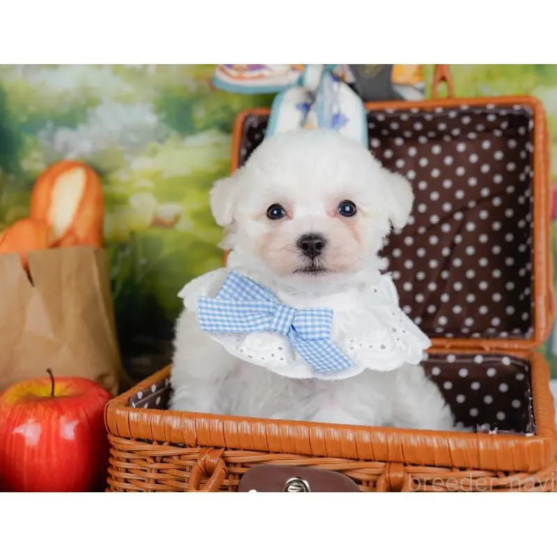 販売中の神奈川県のビションフリーゼ-455649の7枚目