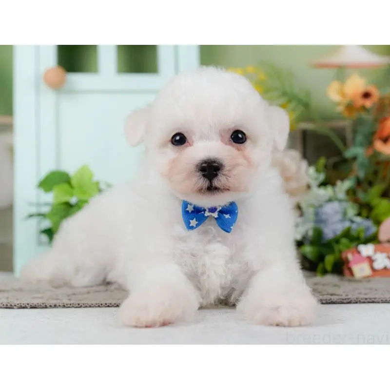 販売中の神奈川県のビションフリーゼ-455649の6枚目