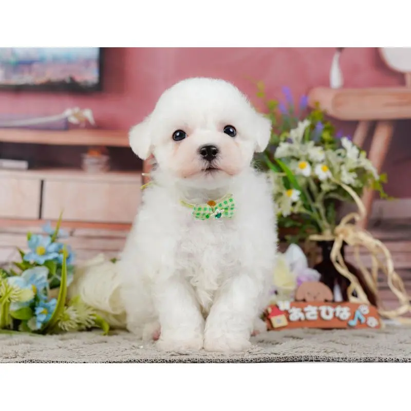 販売中の神奈川県のビションフリーゼ-455651の16枚目