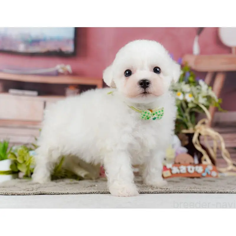 販売中の神奈川県のビションフリーゼ-455651の15枚目