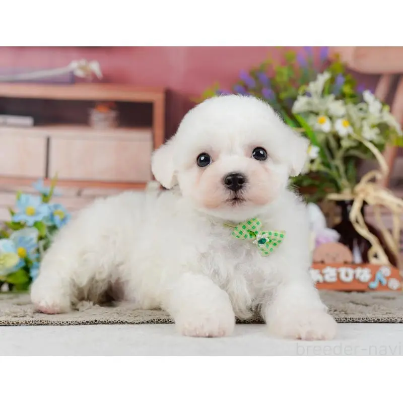 販売中の神奈川県のビションフリーゼ-455651の14枚目