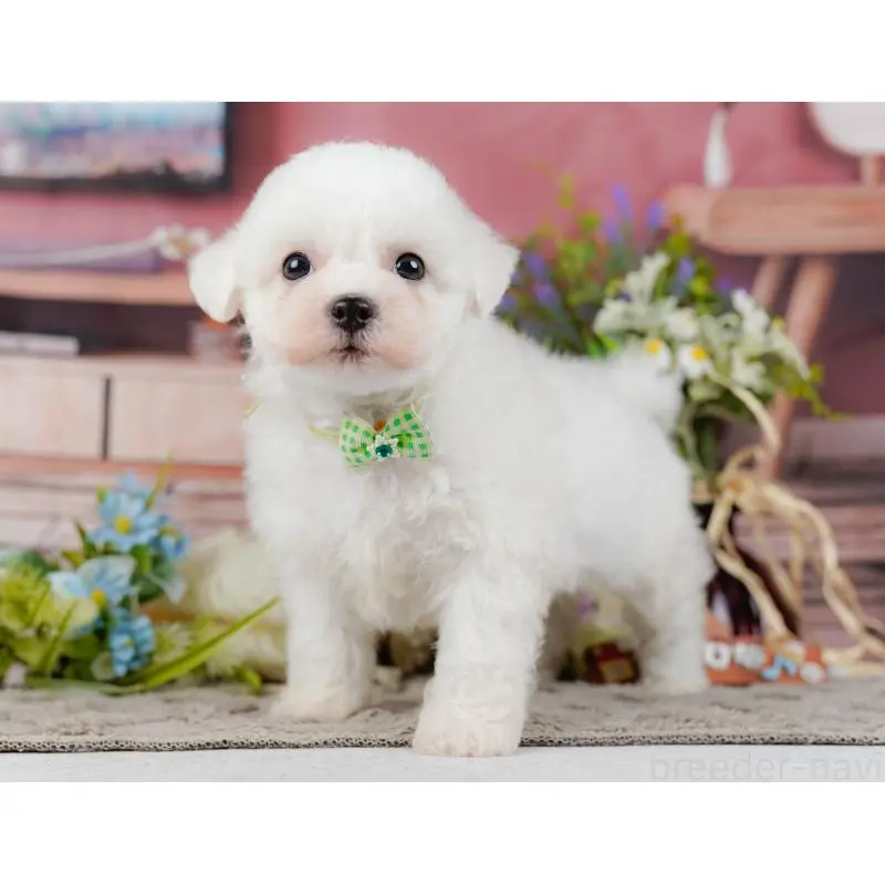 販売中の神奈川県のビションフリーゼ-455651の13枚目