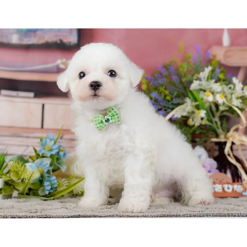 販売中の神奈川県のビションフリーゼ-455651の12枚目