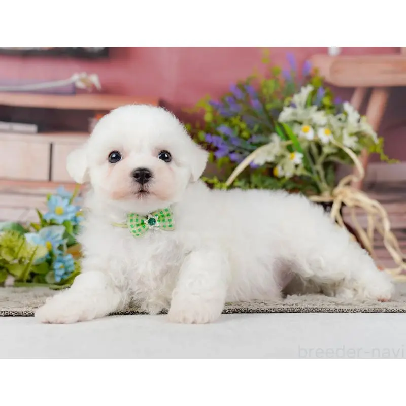 販売中の神奈川県のビションフリーゼ-455651の11枚目