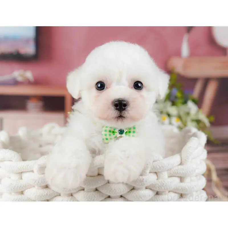 販売中の神奈川県のビションフリーゼ-455651の10枚目