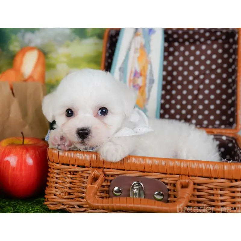 販売中の神奈川県のビションフリーゼ-455651の7枚目