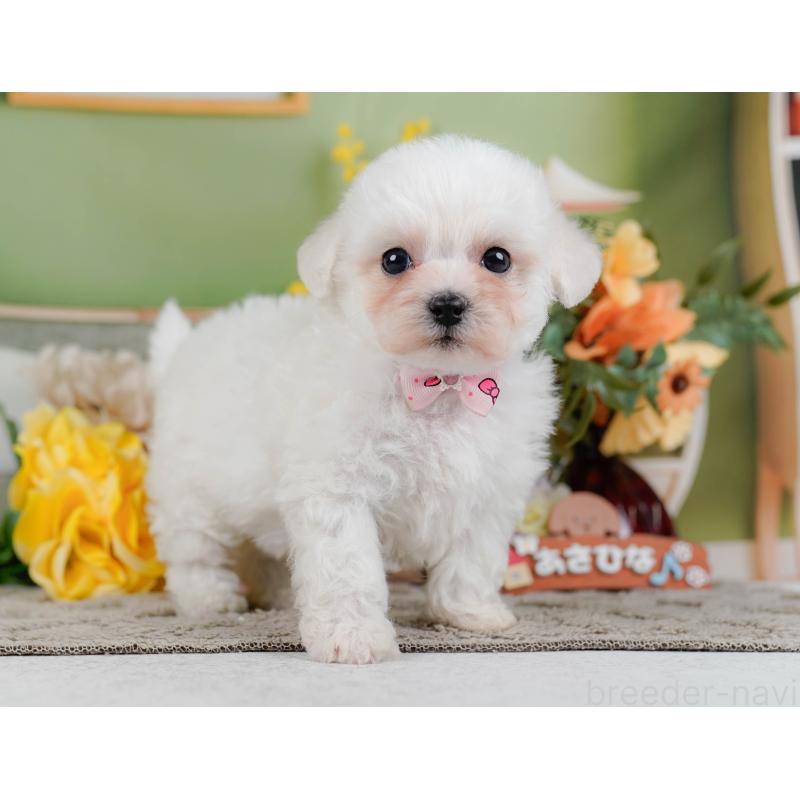 販売中の神奈川県のビションフリーゼ-455653の15枚目