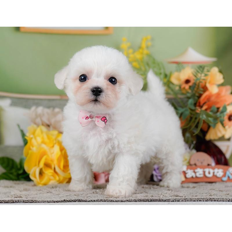 販売中の神奈川県のビションフリーゼ-455653の13枚目