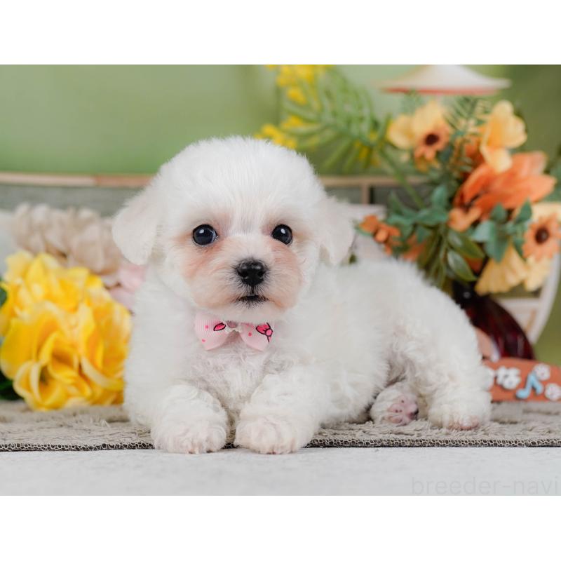 販売中の神奈川県のビションフリーゼ-455653の12枚目