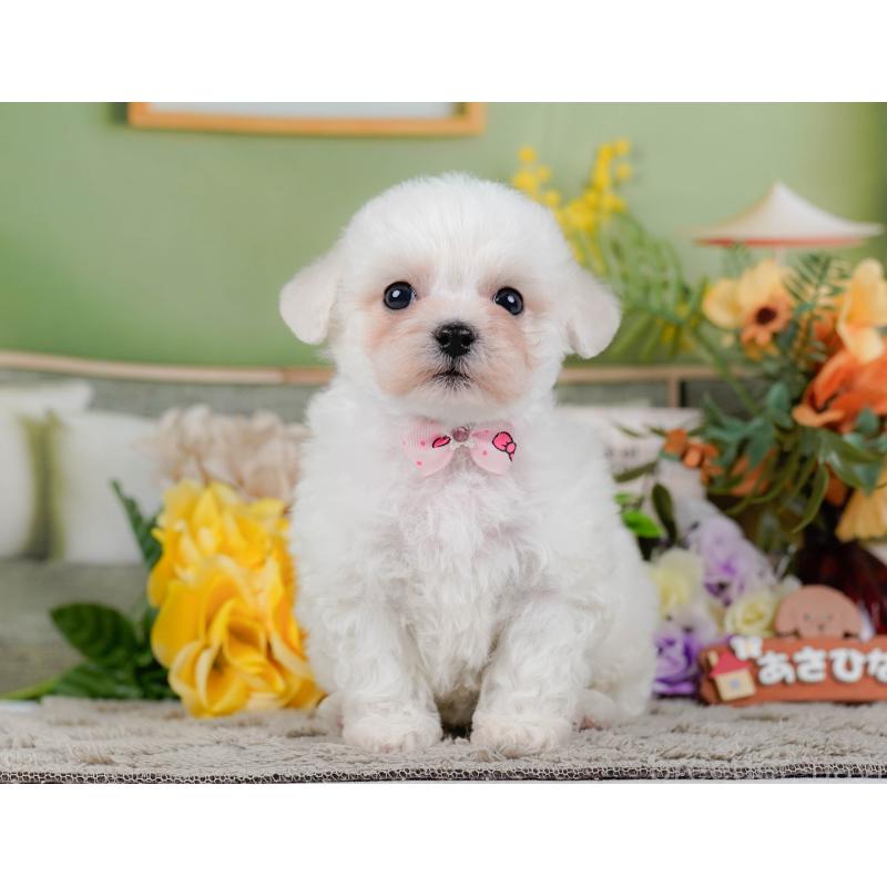 販売中の神奈川県のビションフリーゼ-455653の11枚目