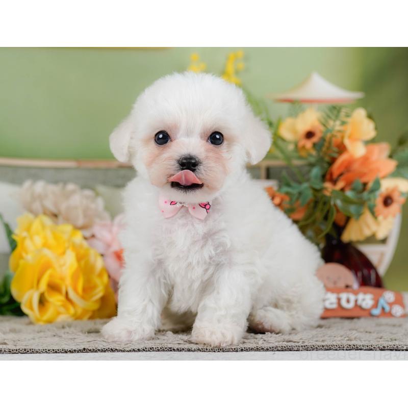 販売中の神奈川県のビションフリーゼ-455653の10枚目