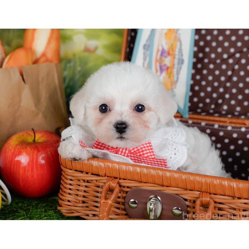 販売中の神奈川県のビションフリーゼ-455653の9枚目