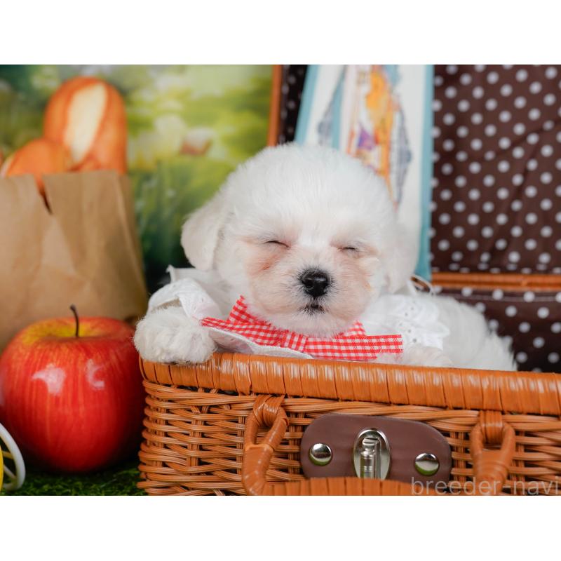 販売中の神奈川県のビションフリーゼ-455653の7枚目