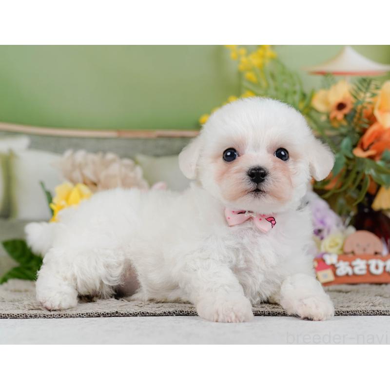 販売中の神奈川県のビションフリーゼ-455653の6枚目