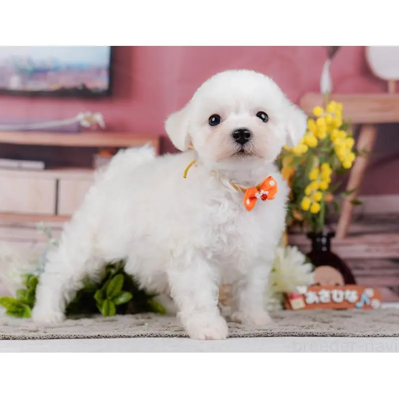 販売中の神奈川県のビションフリーゼ-455655の13枚目