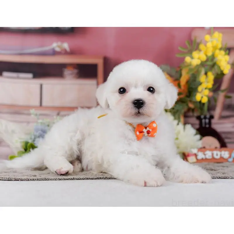 販売中の神奈川県のビションフリーゼ-455655の12枚目