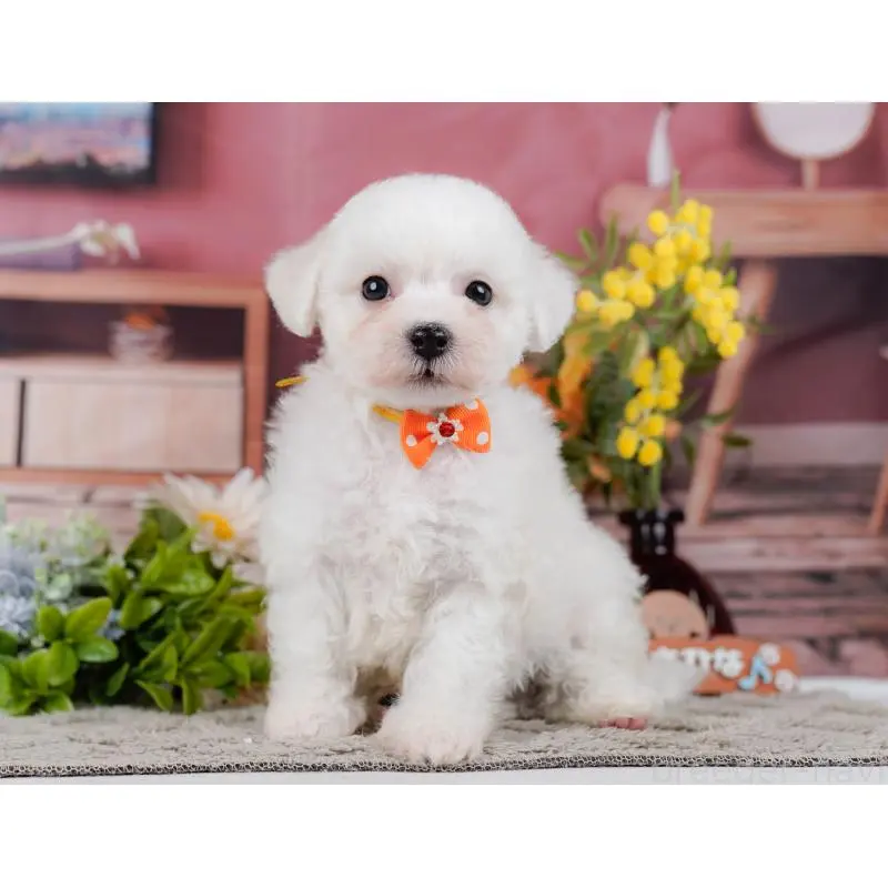 販売中の神奈川県のビションフリーゼ-455655の11枚目