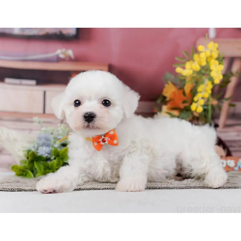 販売中の神奈川県のビションフリーゼ-455655の10枚目