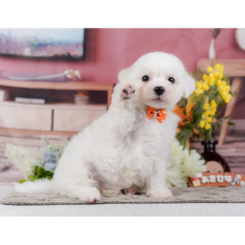 販売中の神奈川県のビションフリーゼ-455655の9枚目