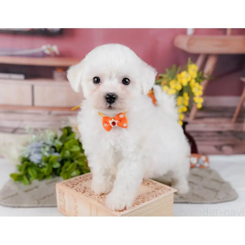 販売中の神奈川県のビションフリーゼ-455655の8枚目