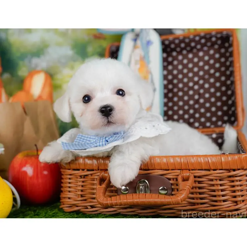 販売中の神奈川県のビションフリーゼ-455655の7枚目