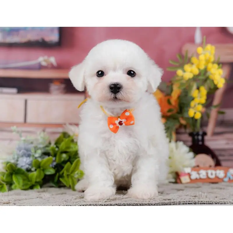 販売中の神奈川県のビションフリーゼ-455655の6枚目