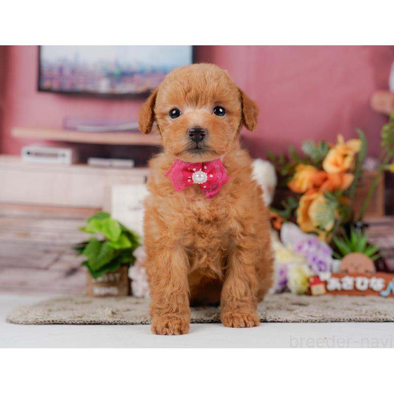 販売中の神奈川県のトイプードル-455636の15枚目