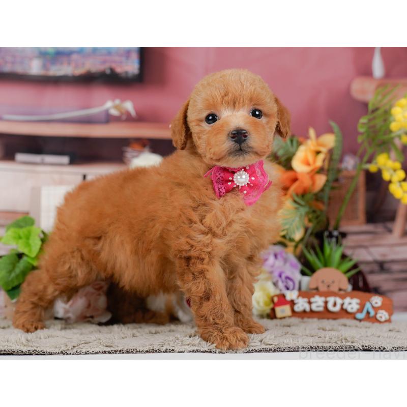 販売中の神奈川県のトイプードル-455636の13枚目