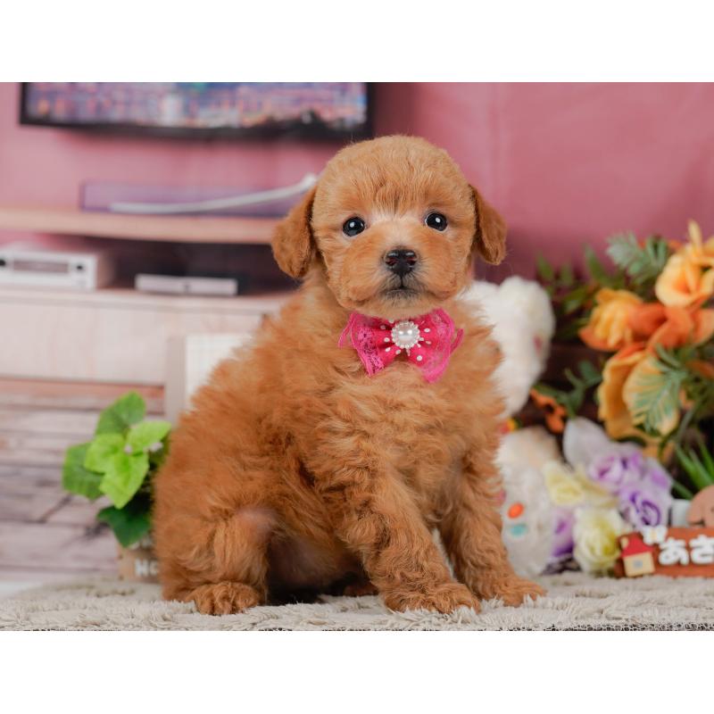 販売中の神奈川県のトイプードル-455636の12枚目