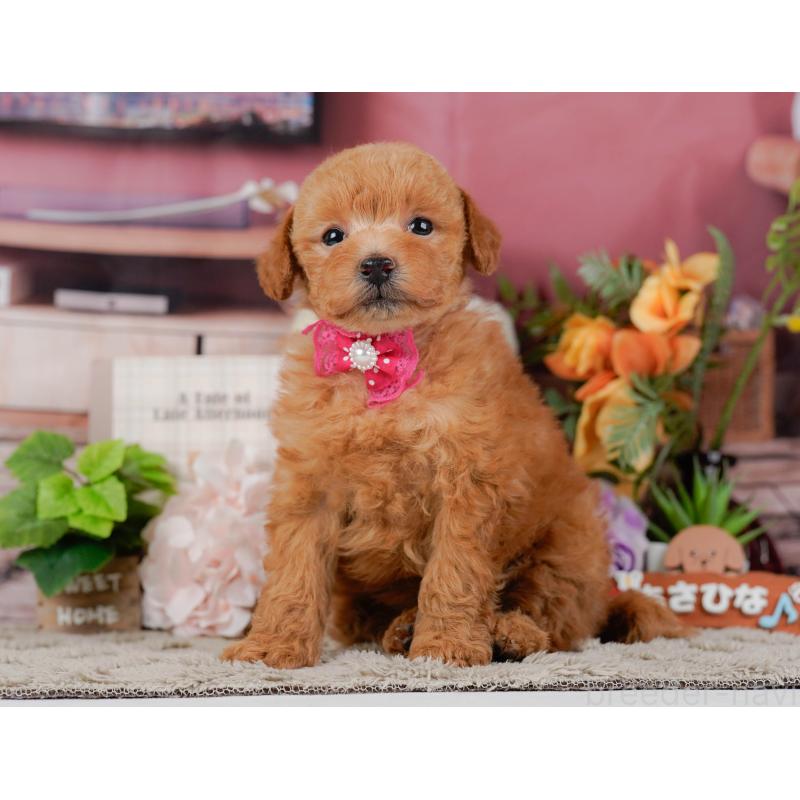 販売中の神奈川県のトイプードル-455636の10枚目