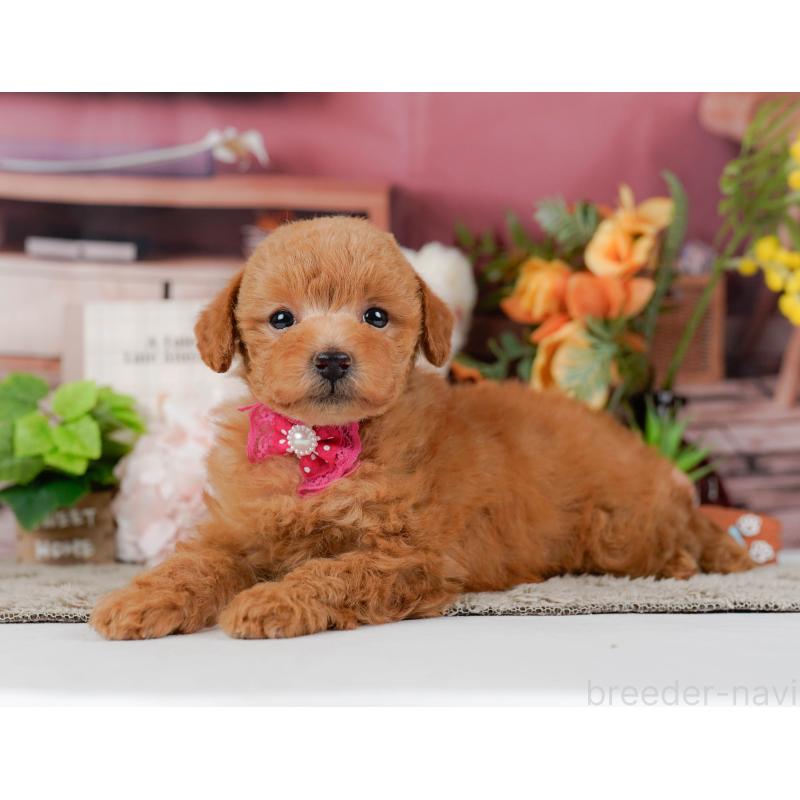 販売中の神奈川県のトイプードル-455636の9枚目