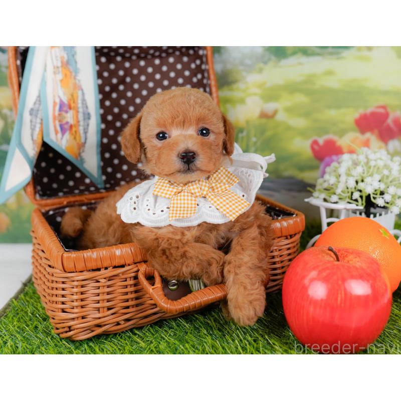 販売中の神奈川県のトイプードル-455636の7枚目