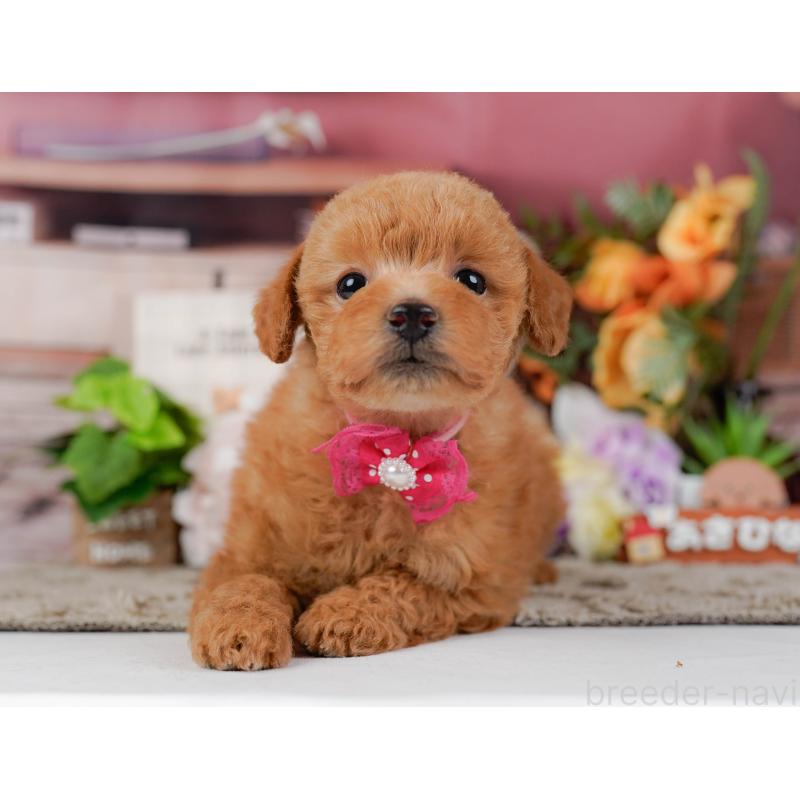 販売中の神奈川県のトイプードル-455636の6枚目