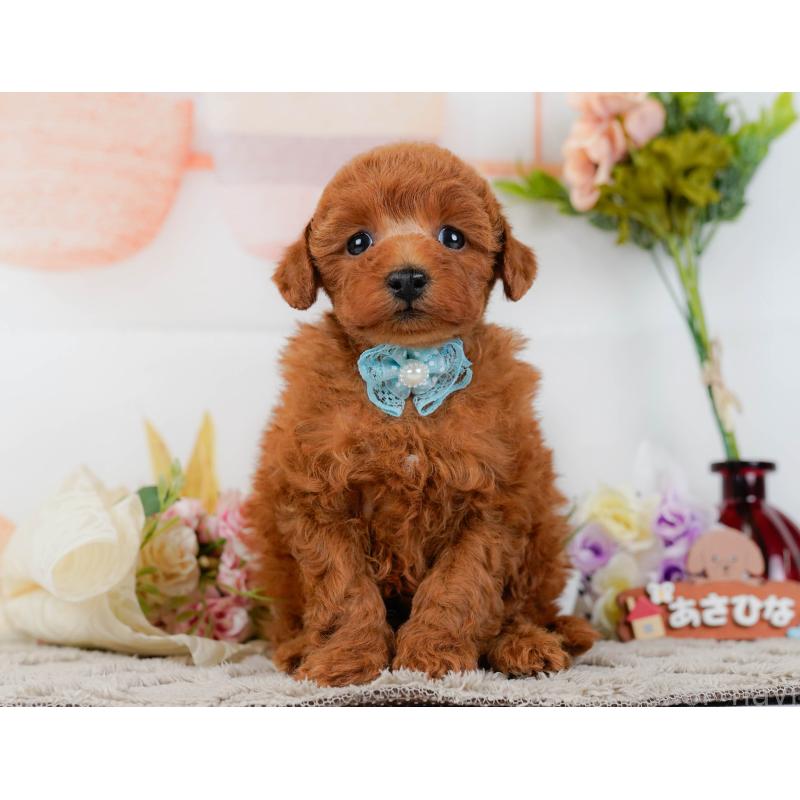 販売中の神奈川県のトイプードル-455637の13枚目