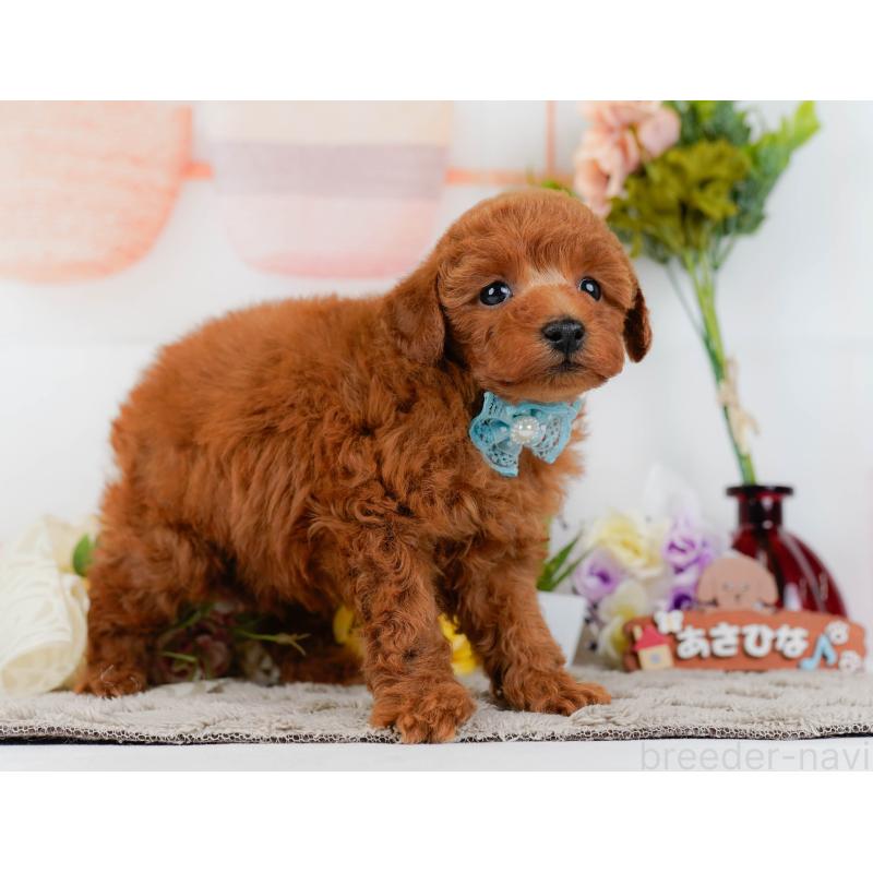 販売中の神奈川県のトイプードル-455637の12枚目