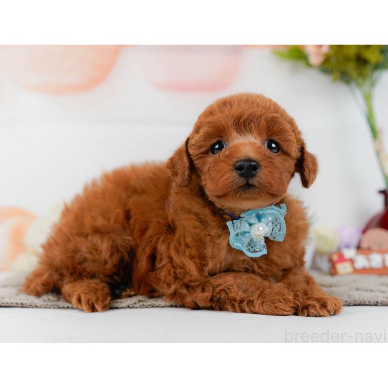 販売中の神奈川県のトイプードル-455637の11枚目