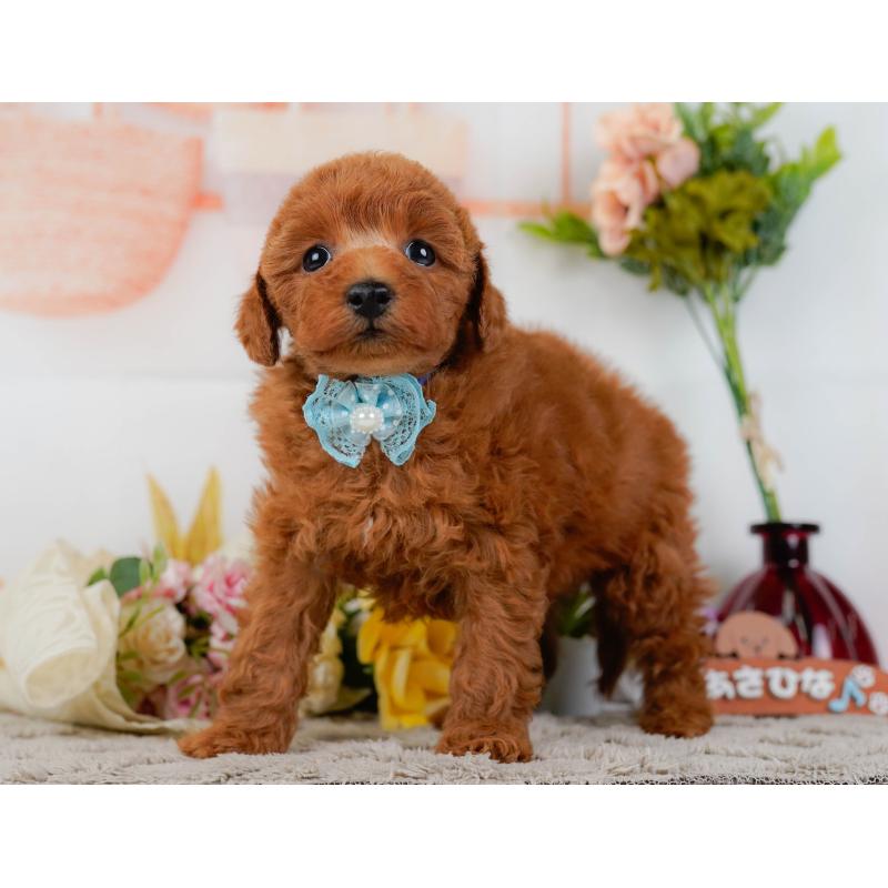 販売中の神奈川県のトイプードル-455637の10枚目