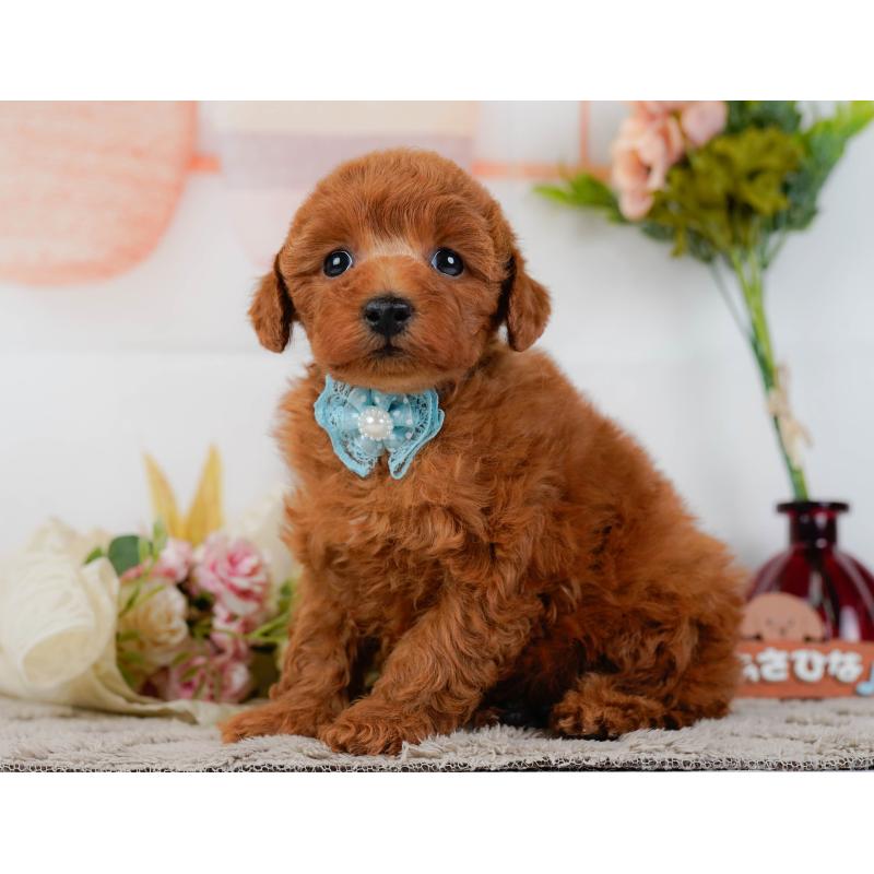 販売中の神奈川県のトイプードル-455637の9枚目