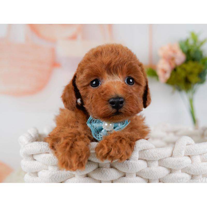 販売中の神奈川県のトイプードル-455637の8枚目