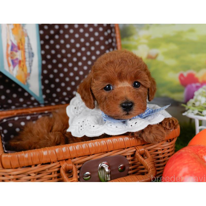 販売中の神奈川県のトイプードル-455637の7枚目