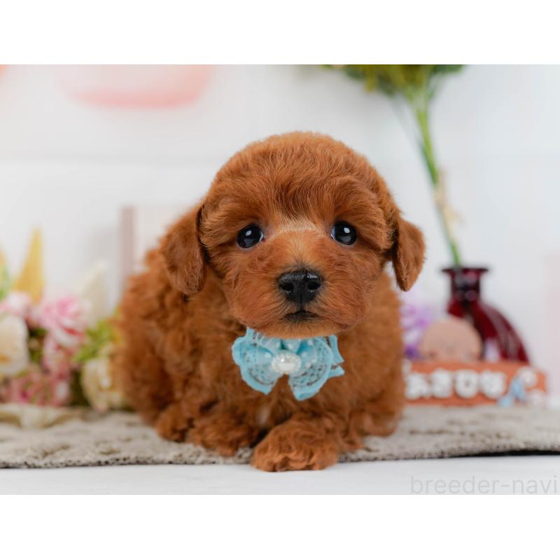 販売中の神奈川県のトイプードル-455637の6枚目